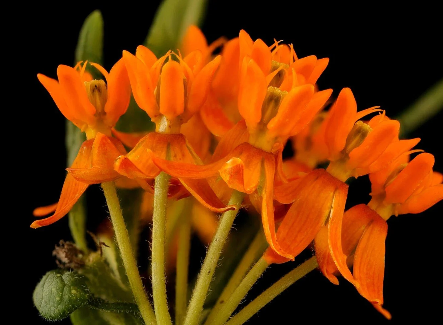 Did you know that October is Healthy Lung Month?

Which means it&rsquo;s the perfect time to talk about our next Healer of the Month: Pleurisy root, also called butterfly weed. 🦋

The Omaha and Ponca tribes once used this powerful root to:
🦋 Ease c