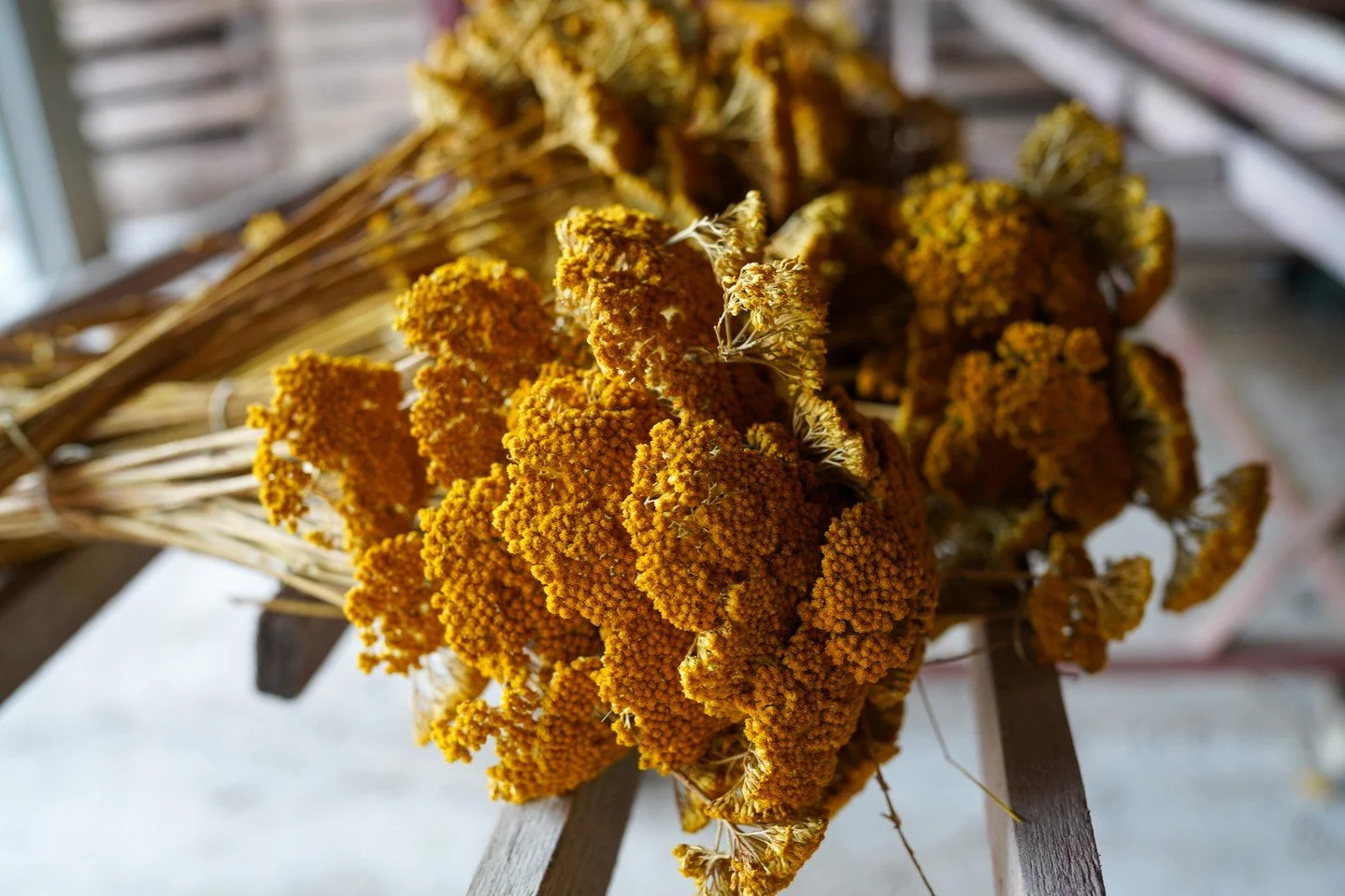 🌾 It&rsquo;s time for our Natural Healer of the Month, and &ldquo;yarrow&rdquo; going to love this one!

You guessed it&mdash;it&rsquo;s yarrow! 😉

While it may bloom in the summer, it&rsquo;s during the winter months that dried yarrow gets to work