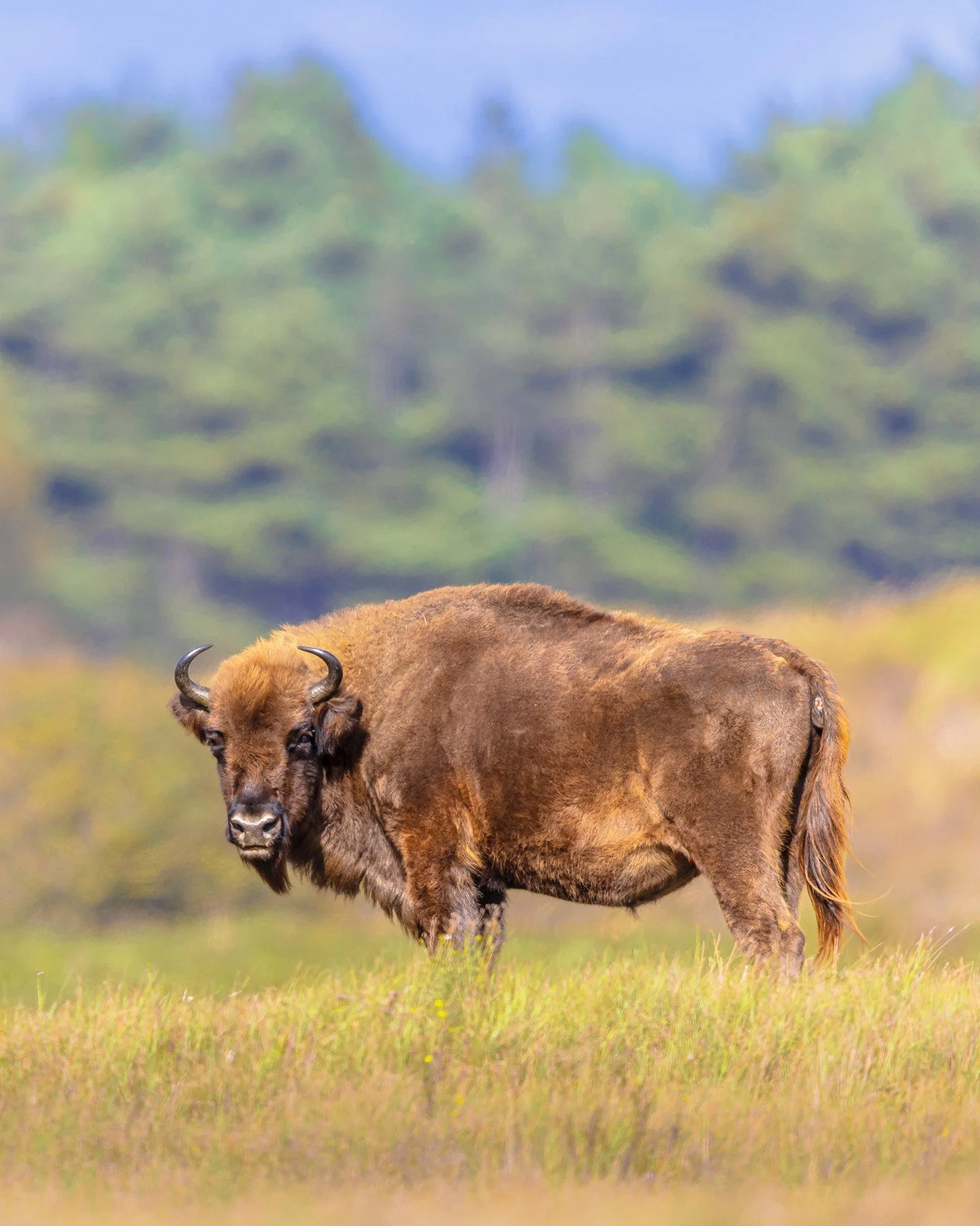 📖 The Um&oacute;ⁿhoⁿ people have a rich oral tradition, full of stories about heroes, supernatural beings, historic figures, and important events&mdash;passed down through generations.

🌽 One story tells how the people first received corn, or wah&a