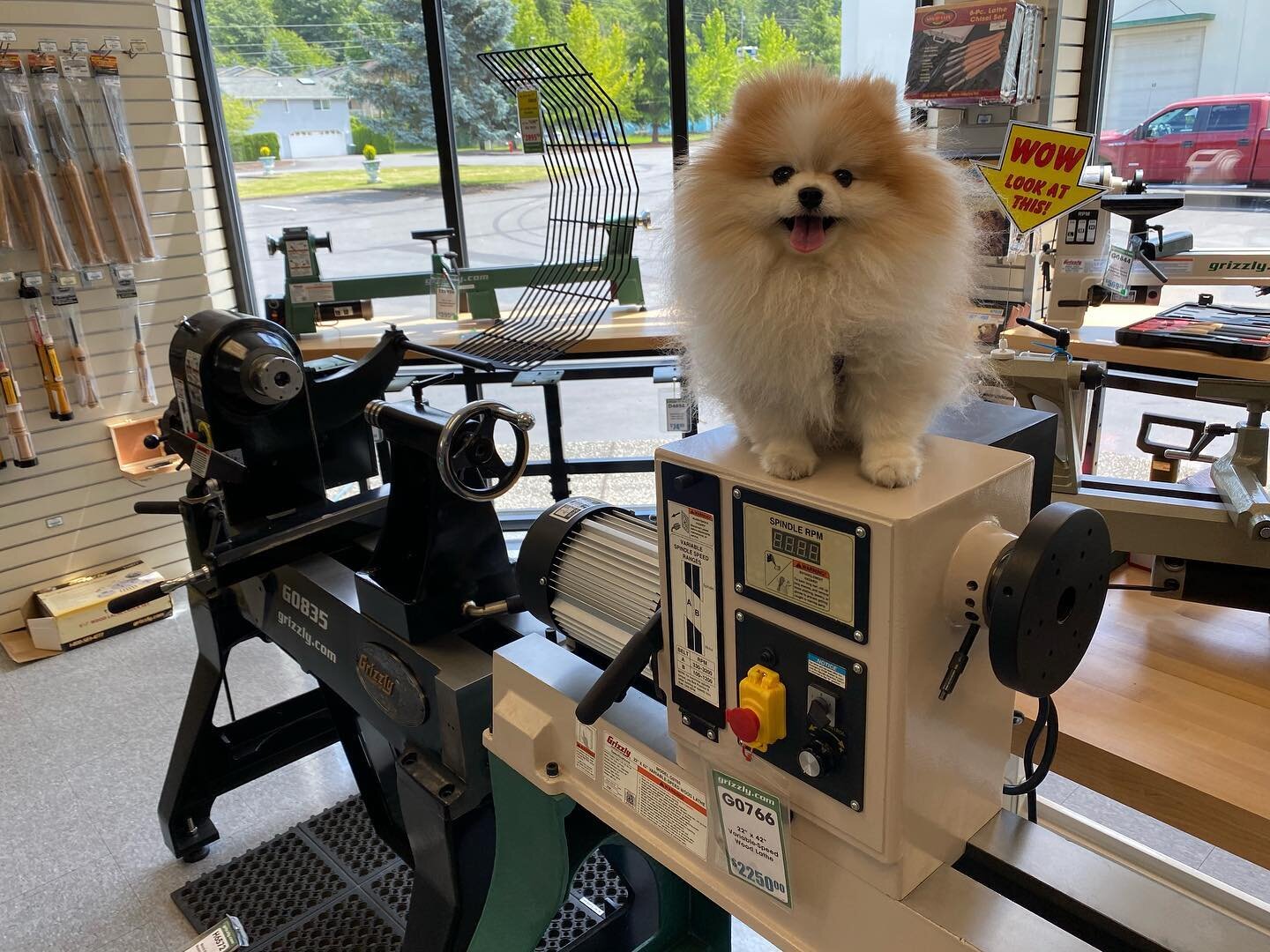 #fluffybuttfriday Back when @paddington.the.pom helped me pick out my new lathe. I think he just liked this one because he could easily sit on the headstock.
.
.
.
#woodworker #wood #maker #woodcraft #woodturninglathe #woodworking #woodworkers #recla