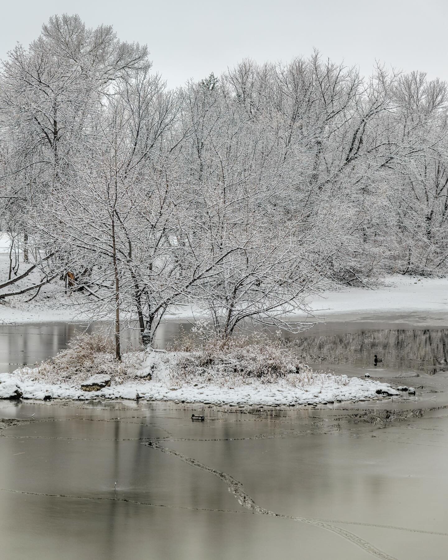 A Flocked City.  It was the right temperature and humidity for the snow to stick to everything, it was a sight to see!
.
#flocked #explorelivingstonmt #snowcovered #walkwalkwalk #montanalife #montanalifestyle