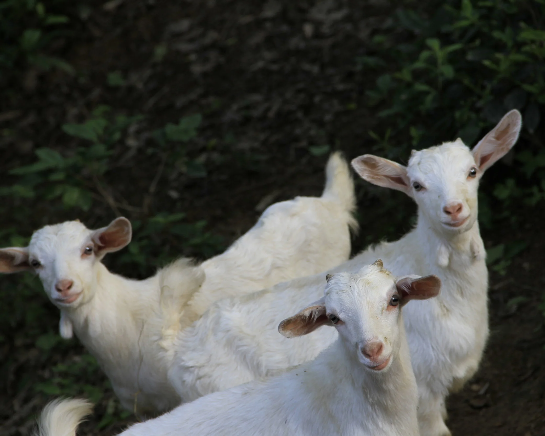 Cloa's Ark Statement