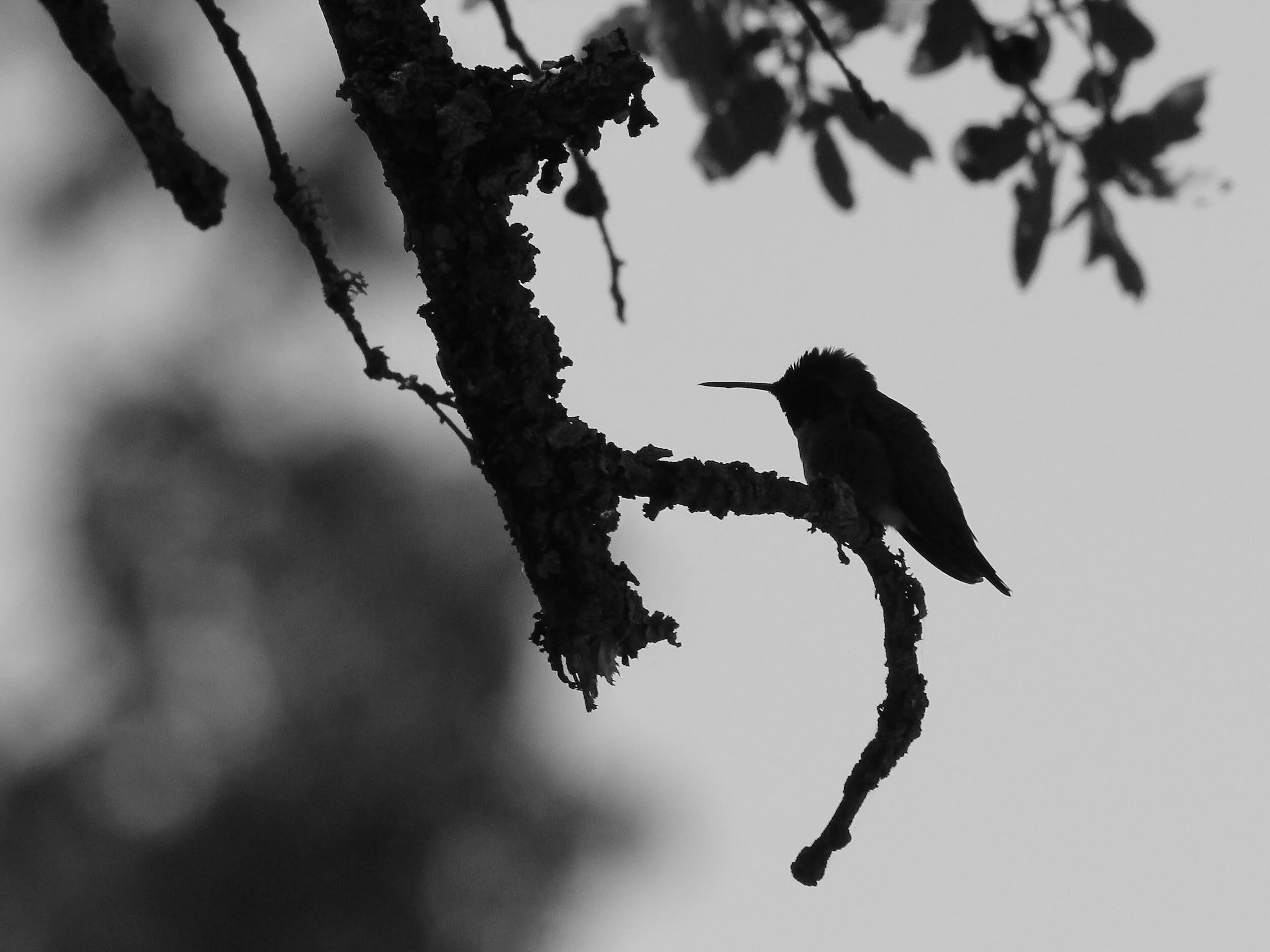 Anna's Hummingbird - Silhouette.JPG