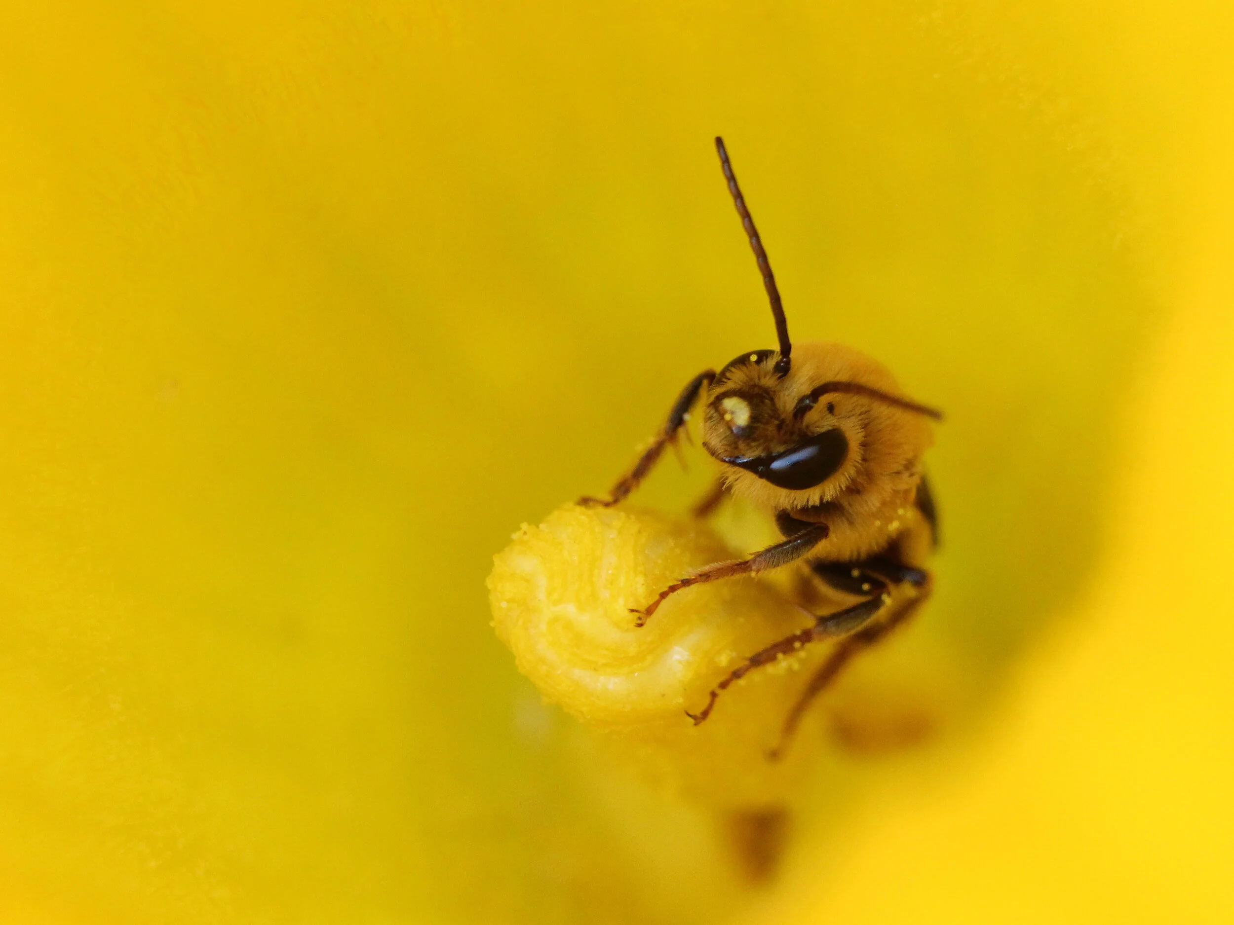 Honey Bee on Squash Stamen 2.JPG