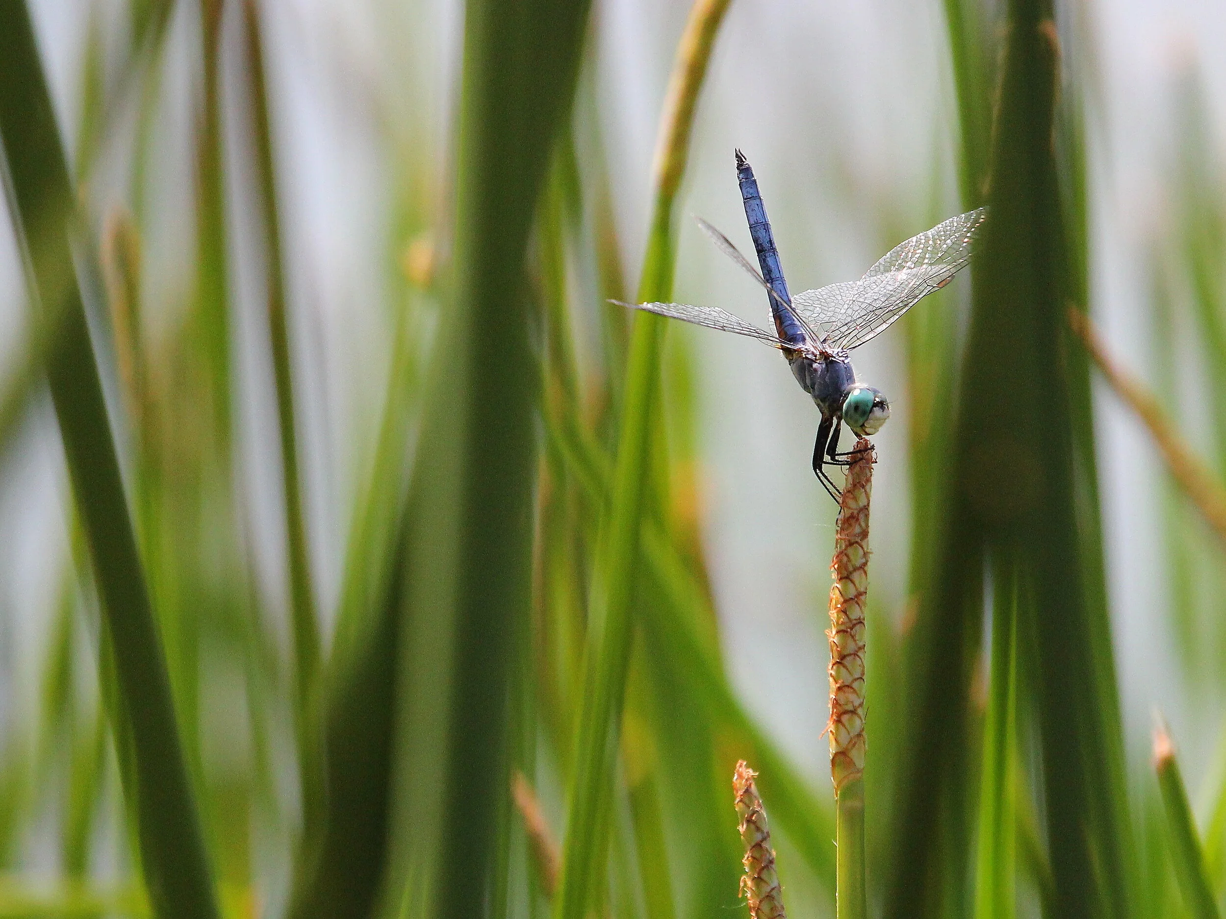 Dragonfly on Reed 2.JPG