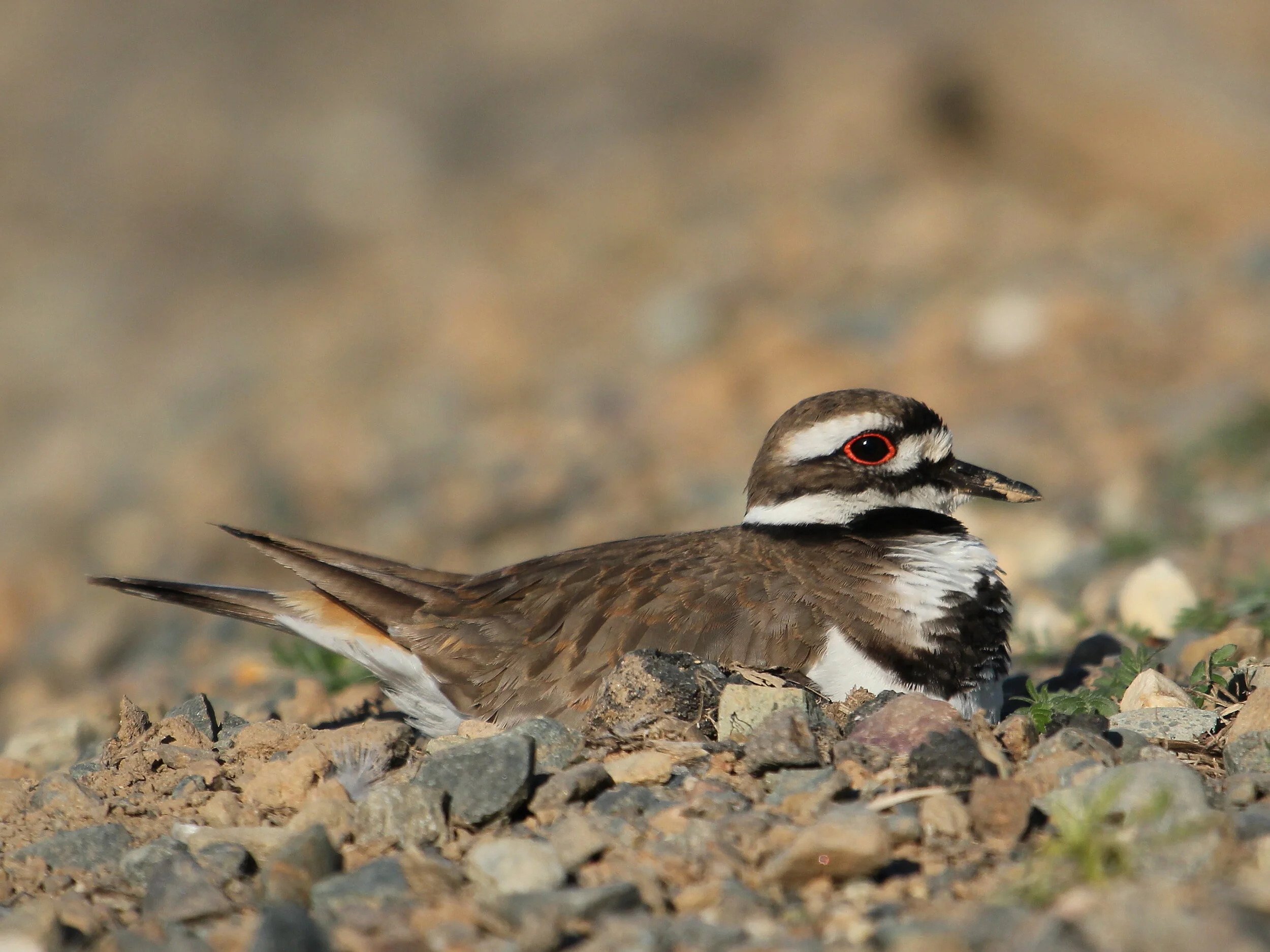 Killdeer - Nesting on Nest.JPG