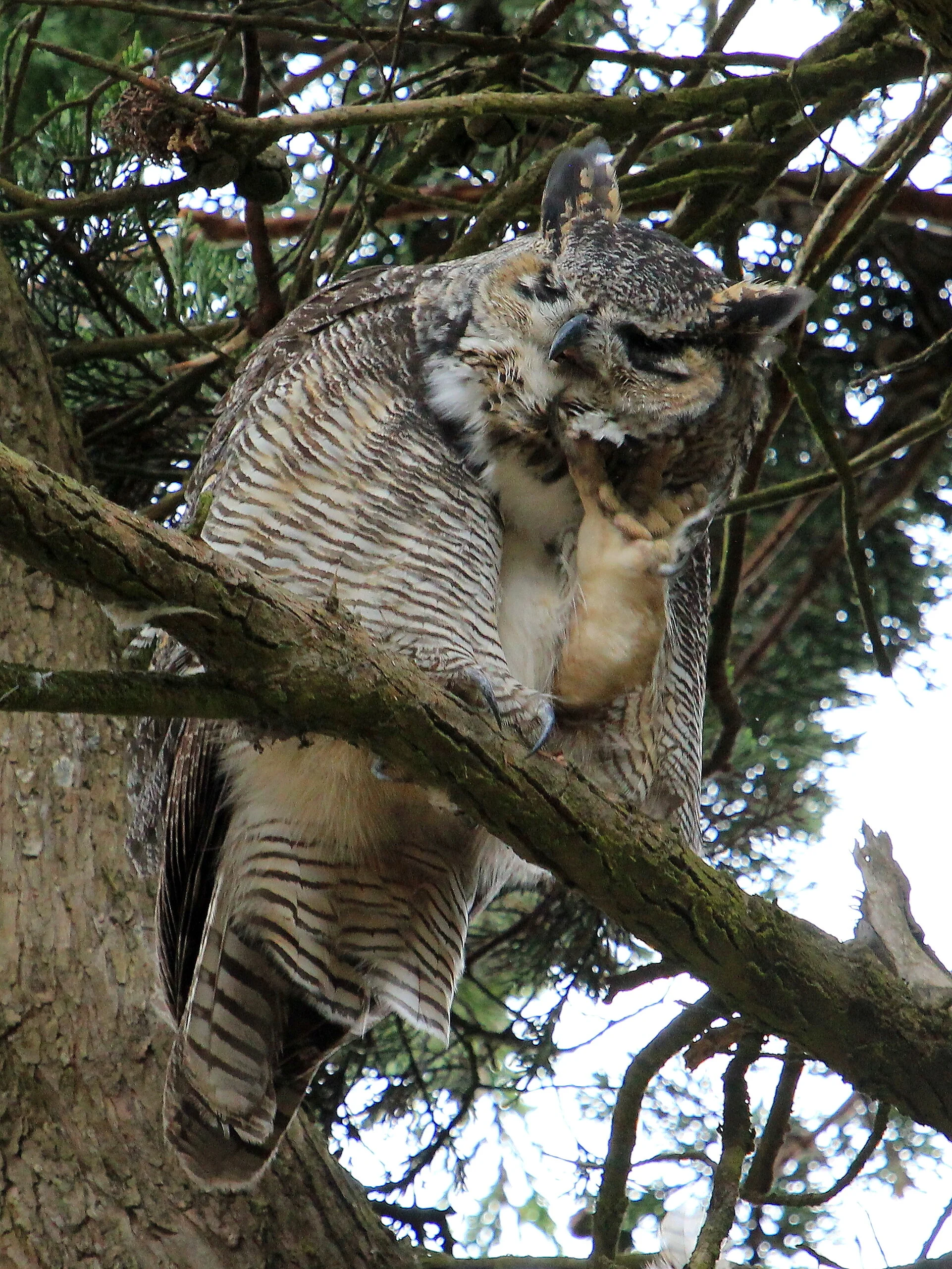 Great Horned Owl Scratching Its Head.JPG