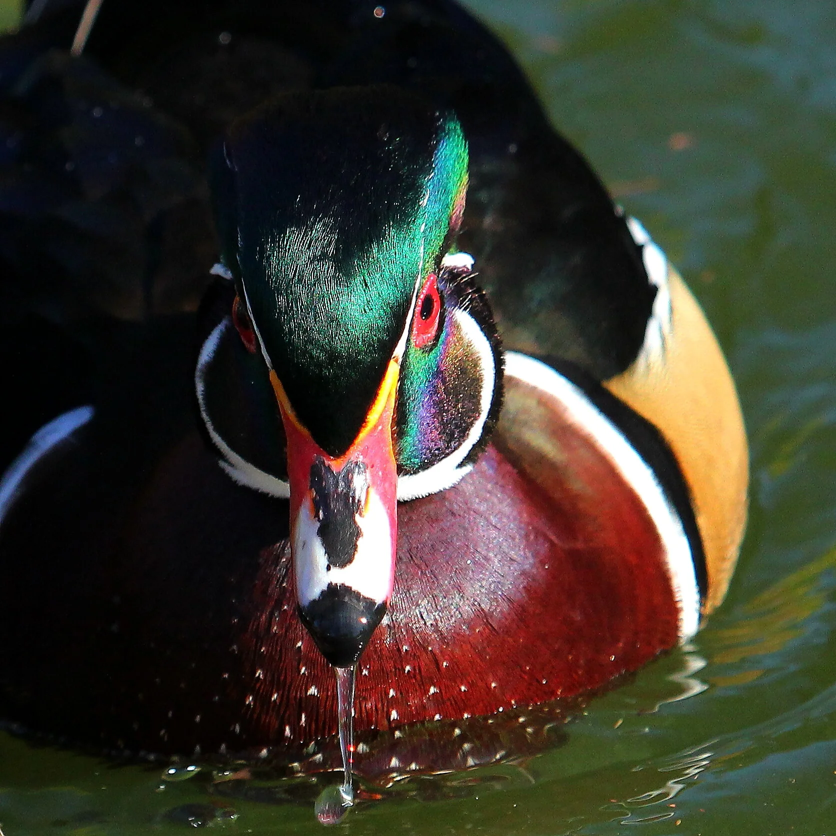 Junghans - Wood Duck.JPG
