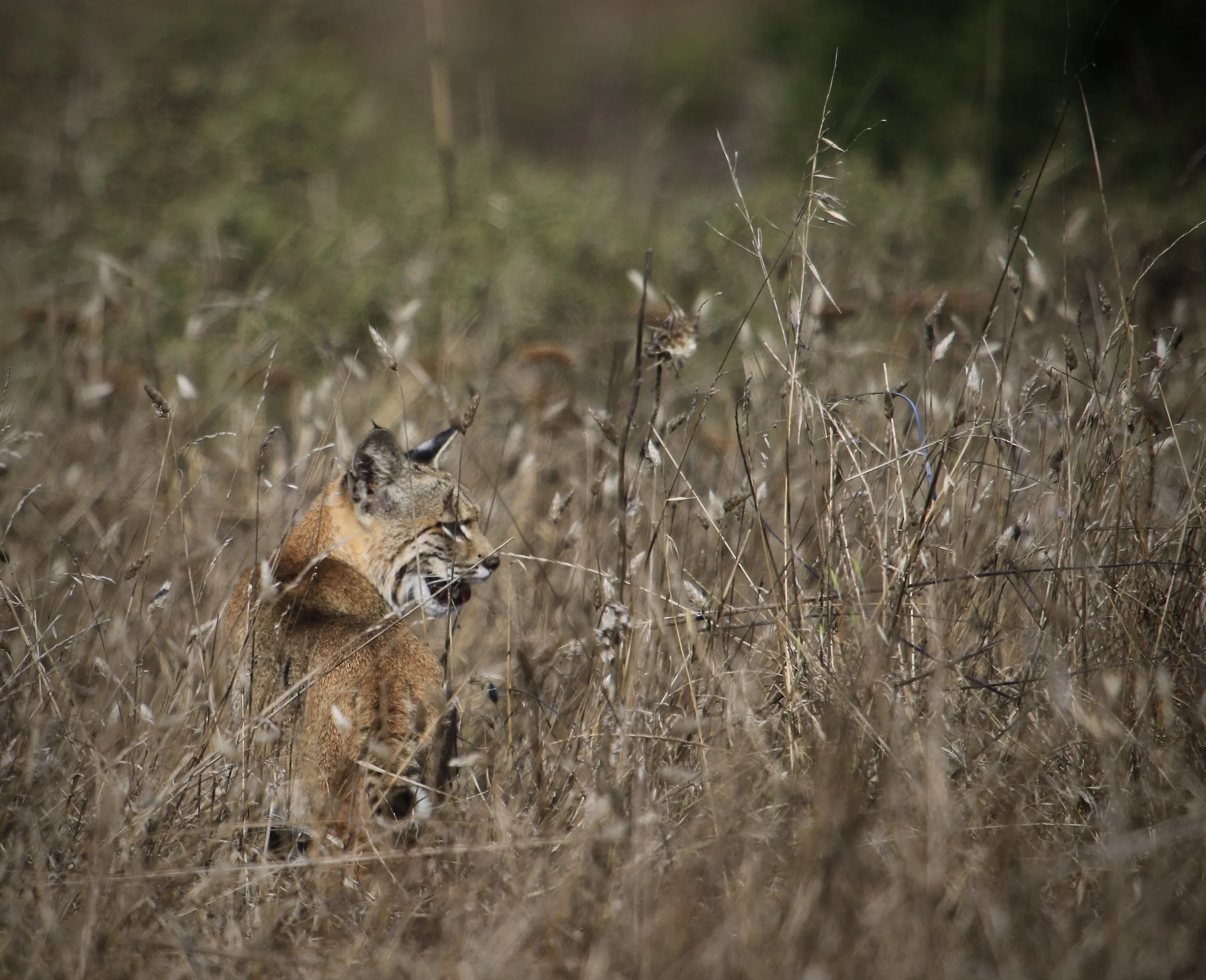 Bobcat PR Best Side Shot.jpeg