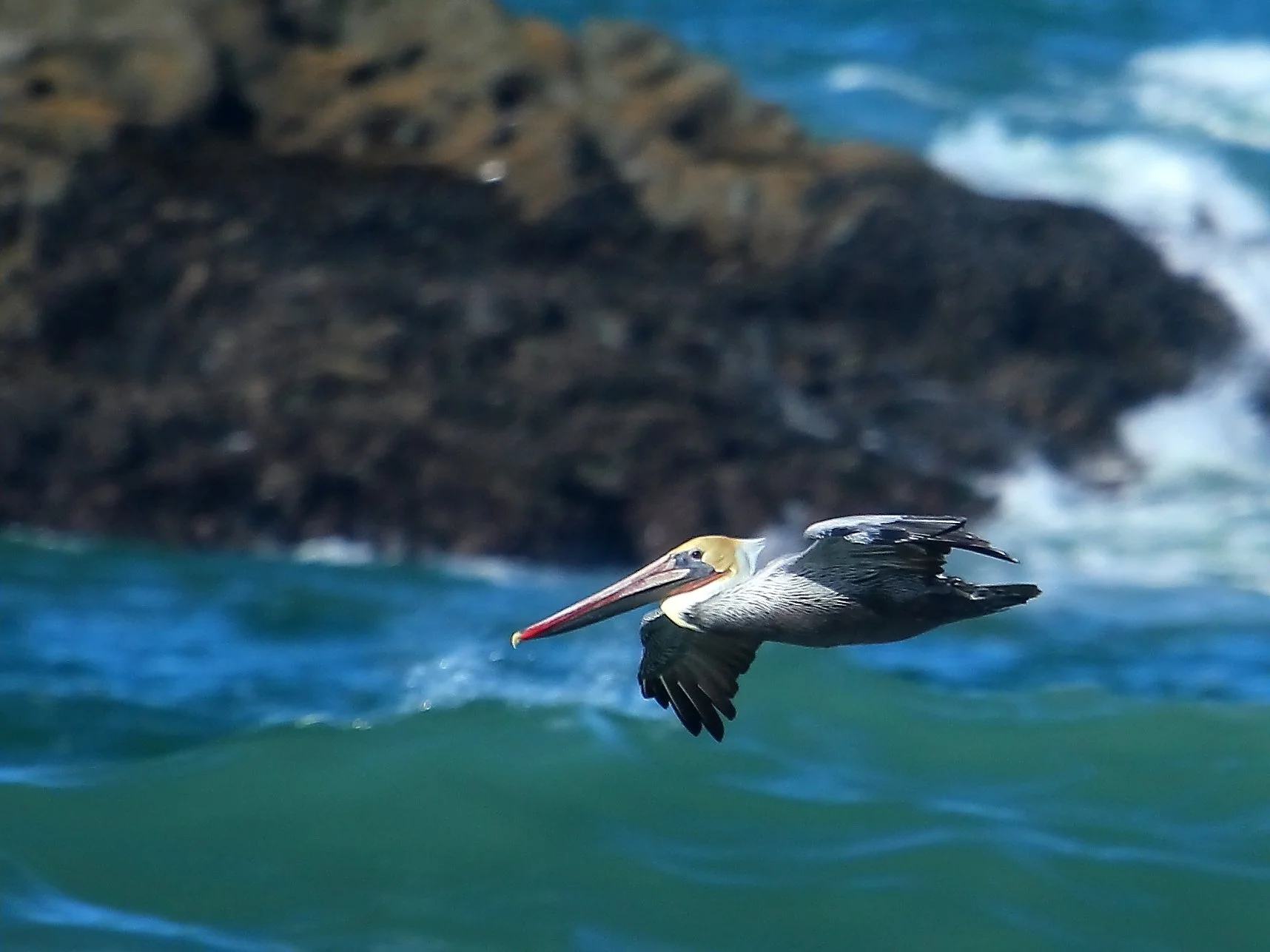 Brown Pelican.JPG