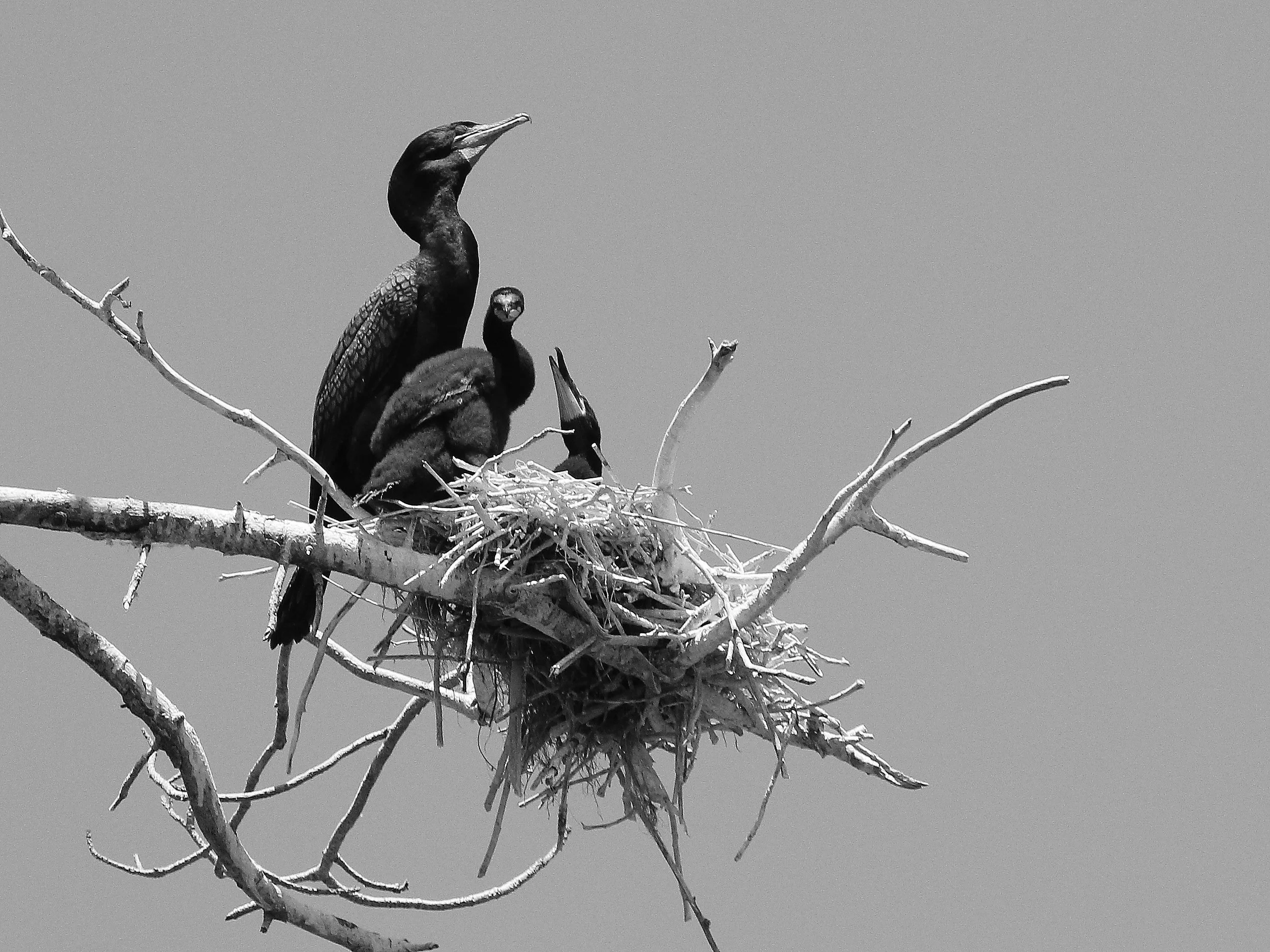 Cormorant with Fledglings.JPG