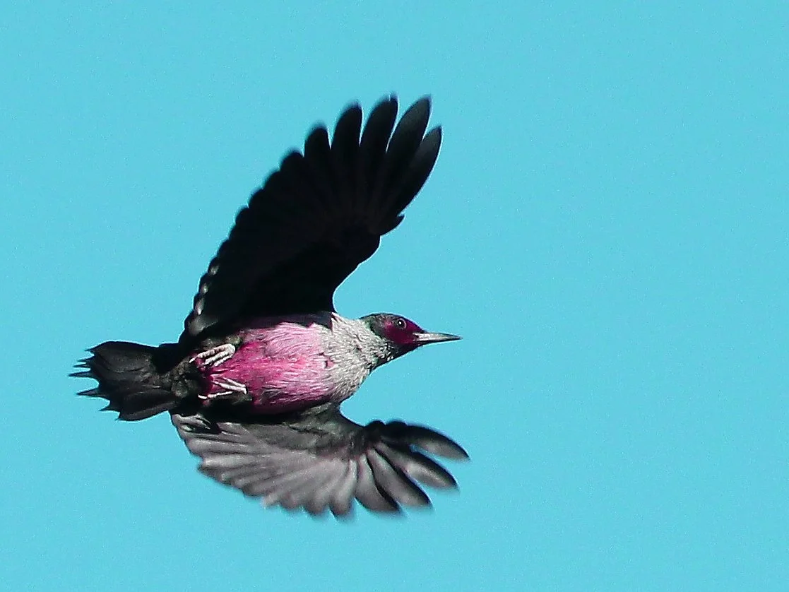 Lewis' Woodpecker 4.JPG