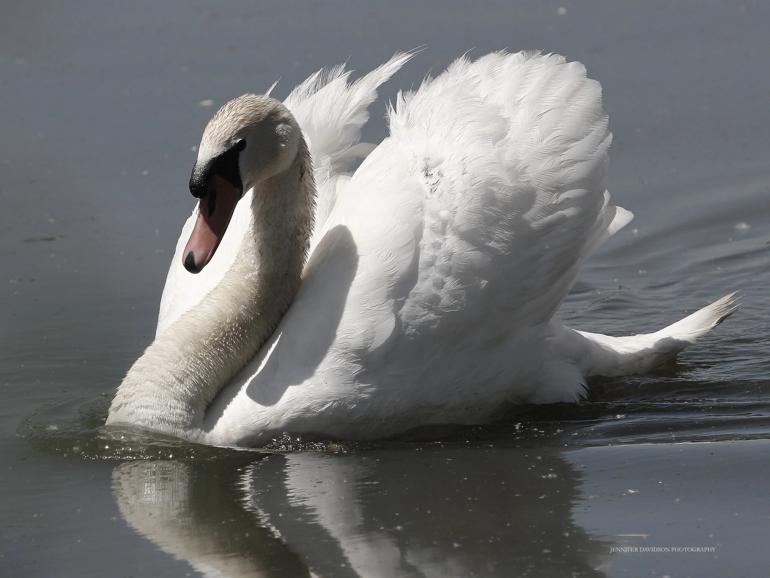 Mute Swan Aggressive Posture 2 - Web.jpg