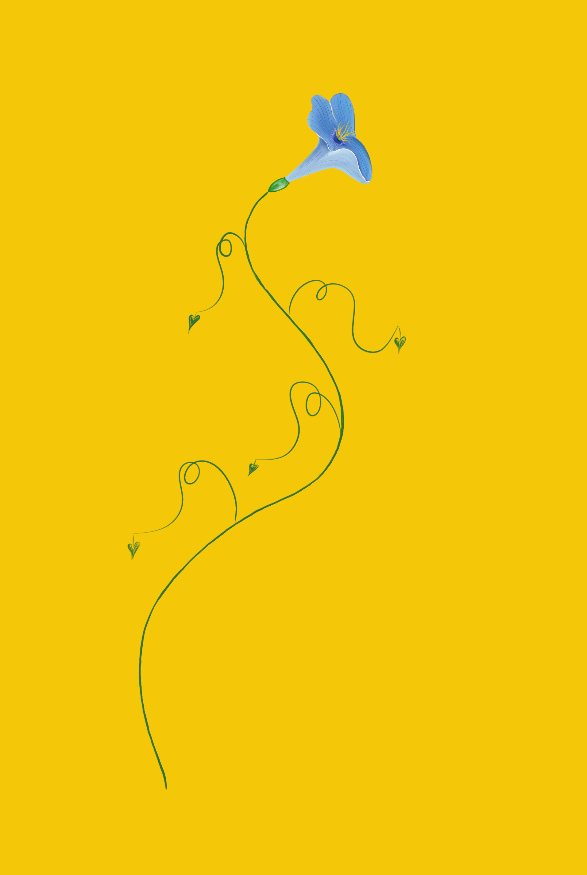 Pea Flower—yellow background.png