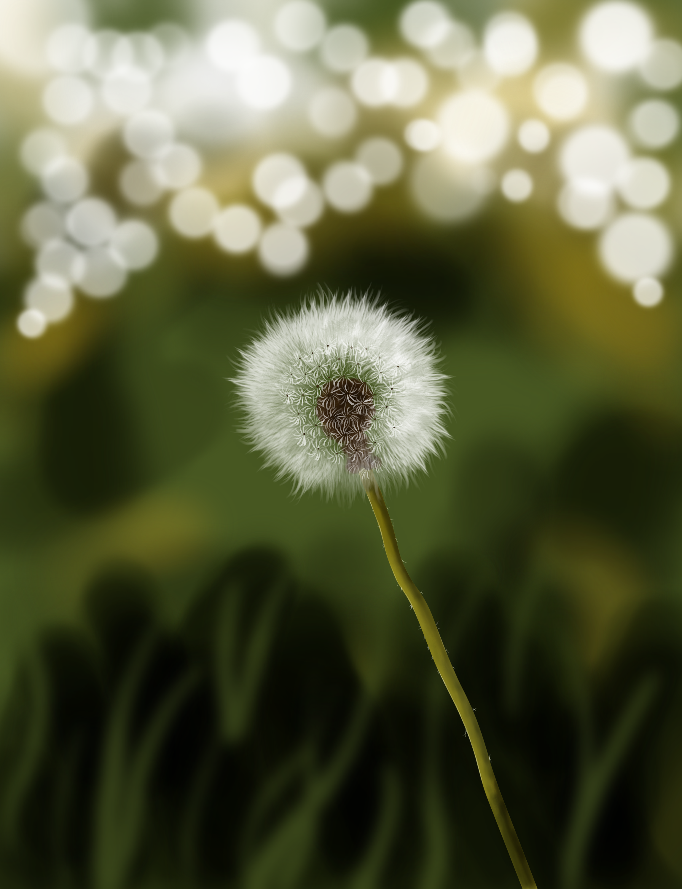 Dandelion — Make a Wish.png