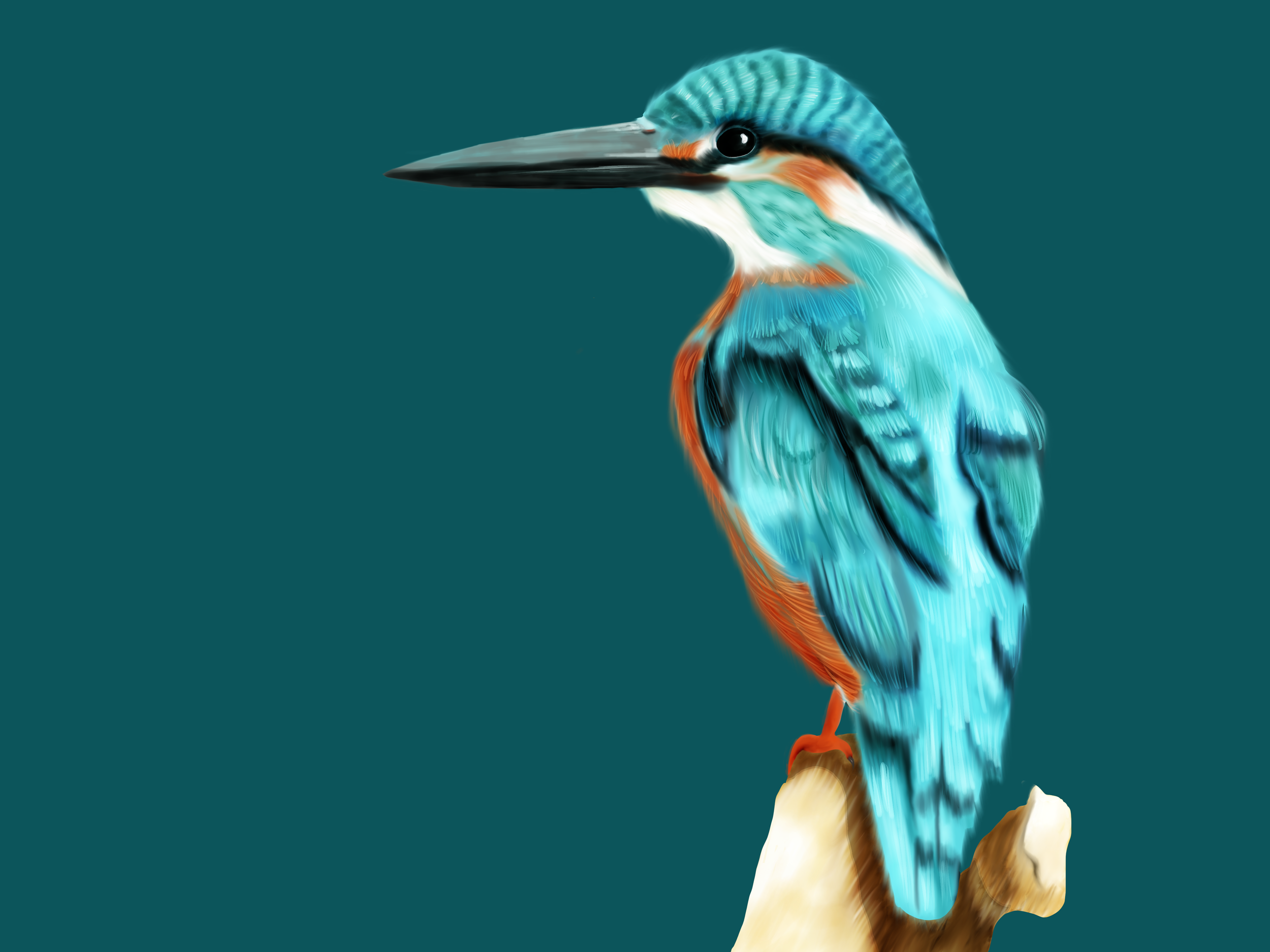 Kingfisher.png