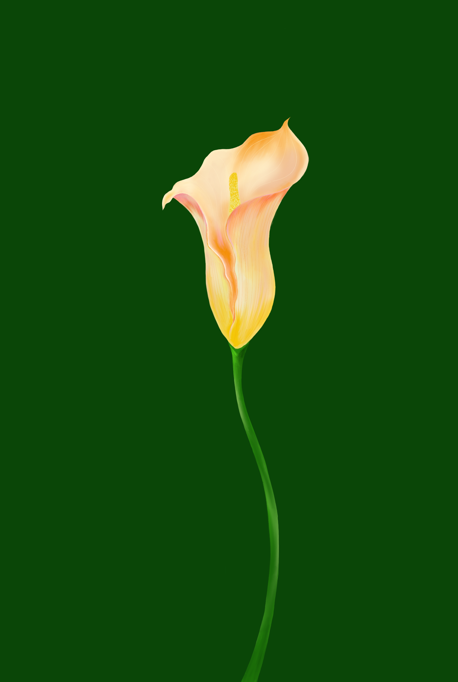 Iris —green background.png