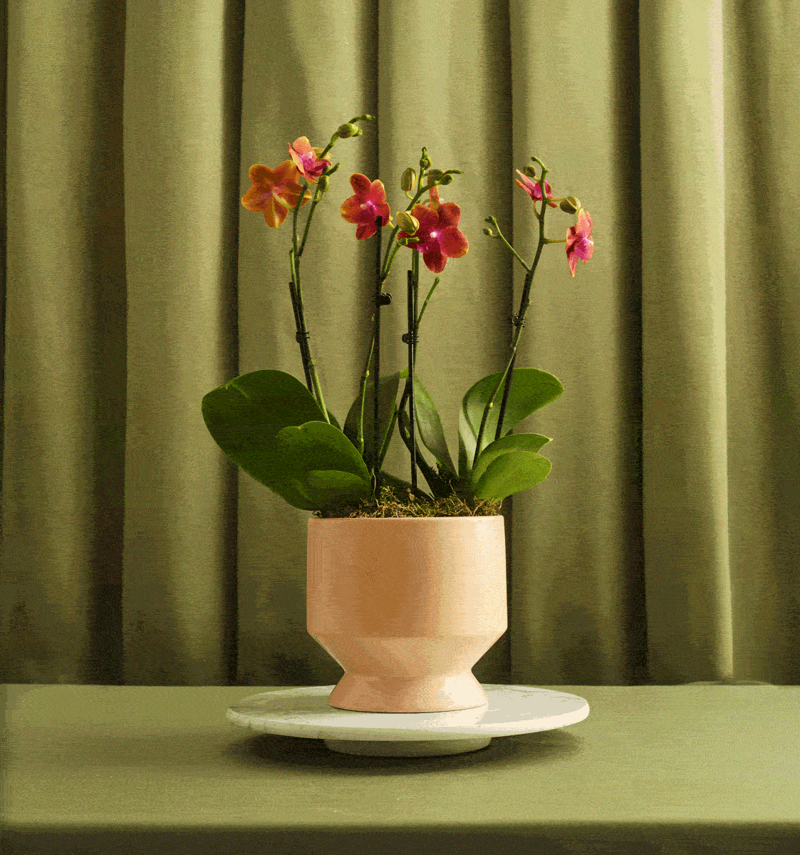 PeachyKeen_MainImage_Motherload.gif