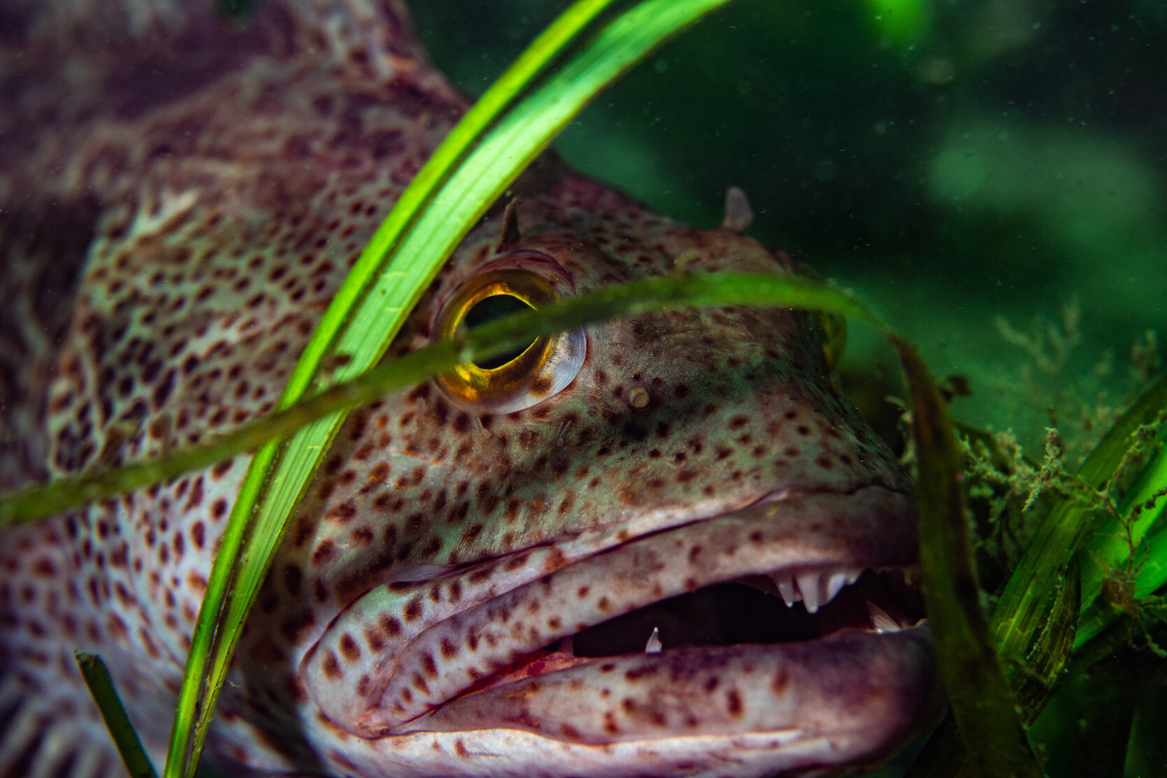 British Columbia Lingcod in Eelgrass by Laura Tesler