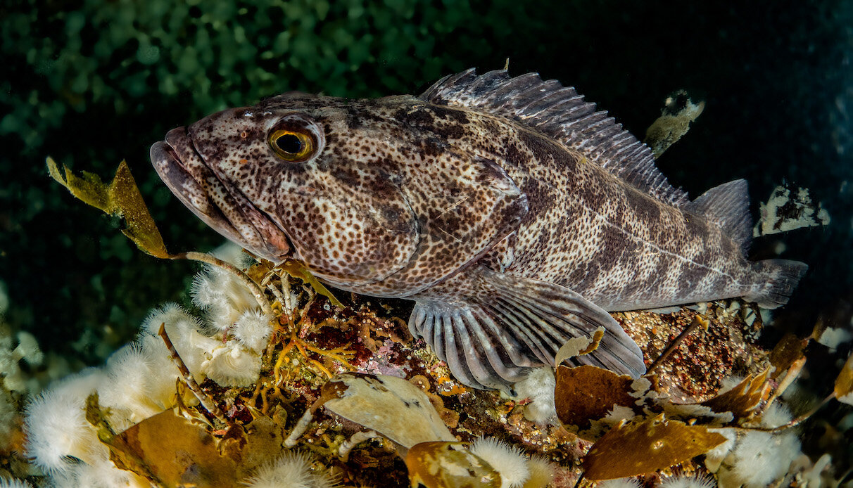 British Columbia Lingcod by Laura Tesler