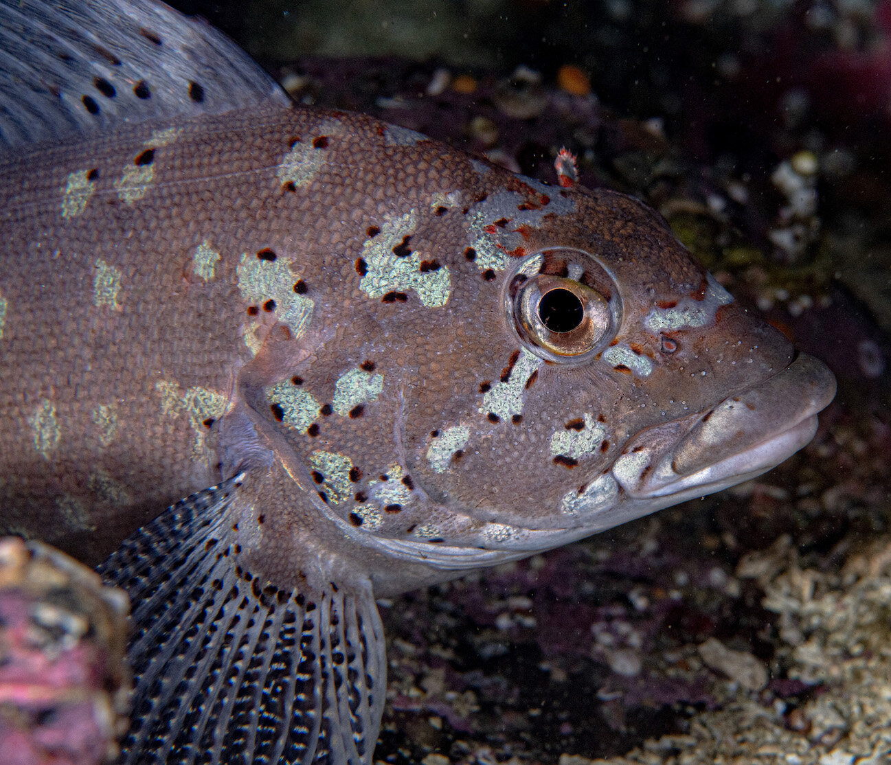 British Columbia Male Kelp Greenling by Laura Tesler