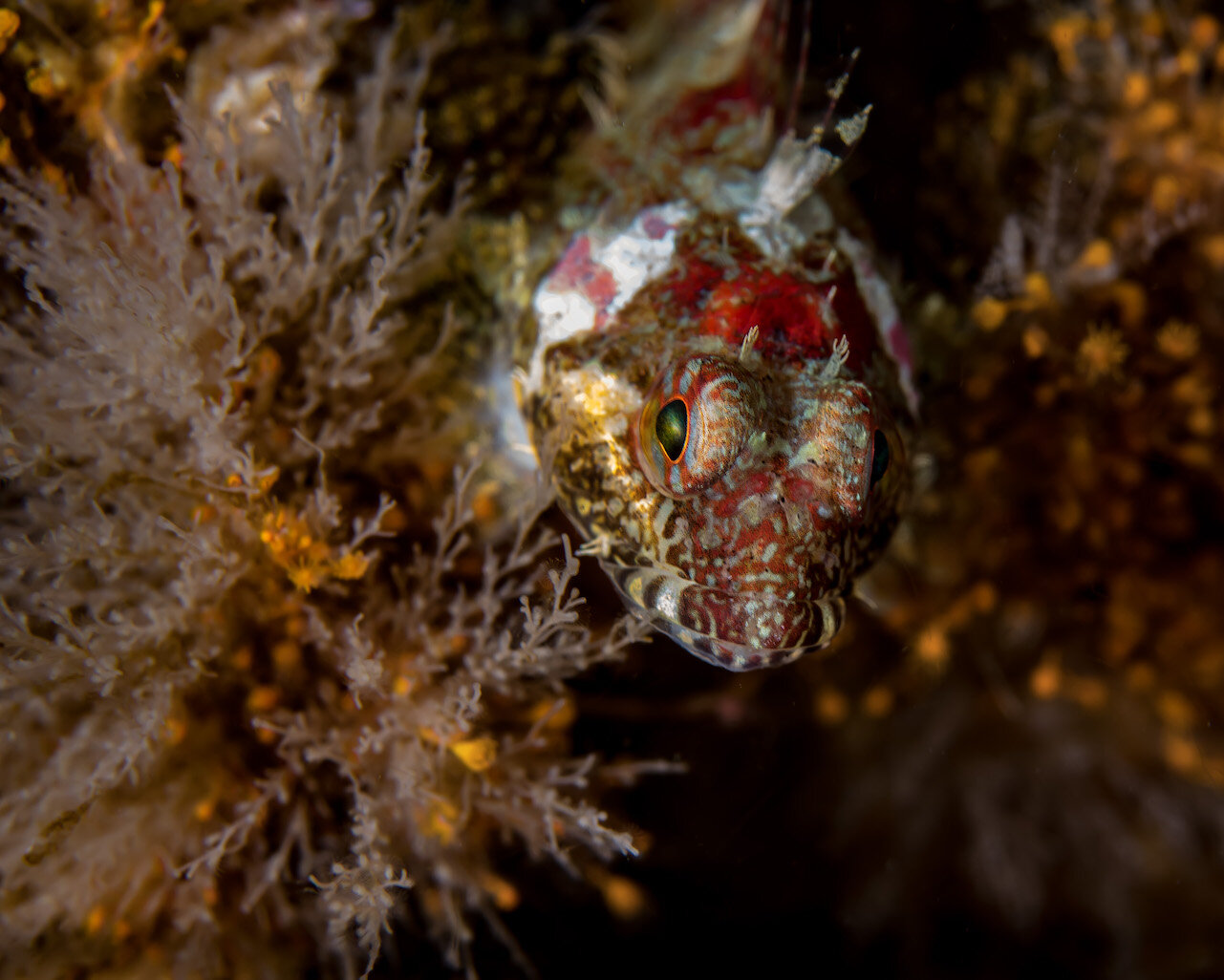 British Columbia Scaly Head Sculpin by Laura Tesler