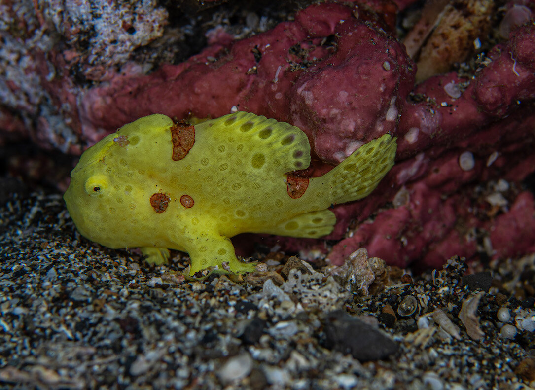 Indonesia Frogfish Yellow by Laura Tesler