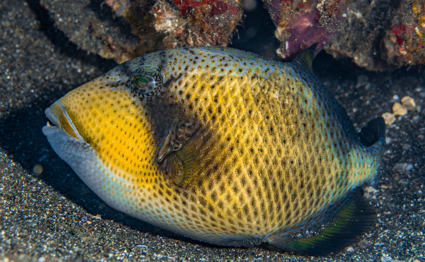 Indonesia Titan Triggerfish by Laura Tesler