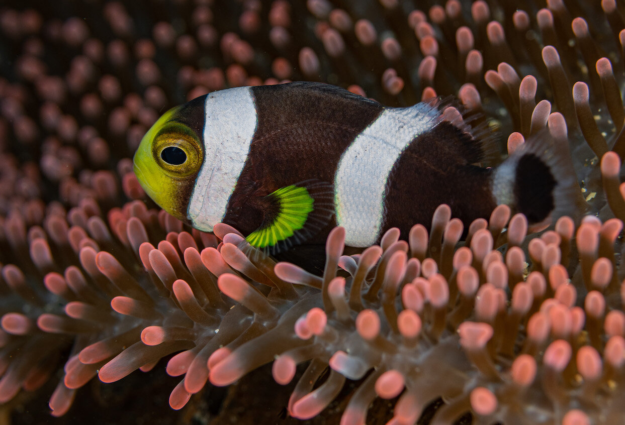 Lembeh Indonesia Clownfish by Laura Tesler