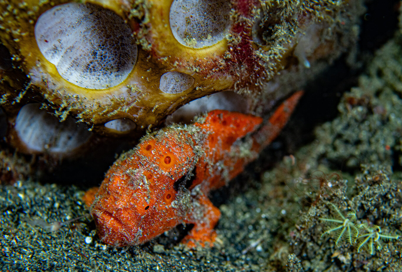 Lembeh Indonesia Frogfish by Laura Tesler