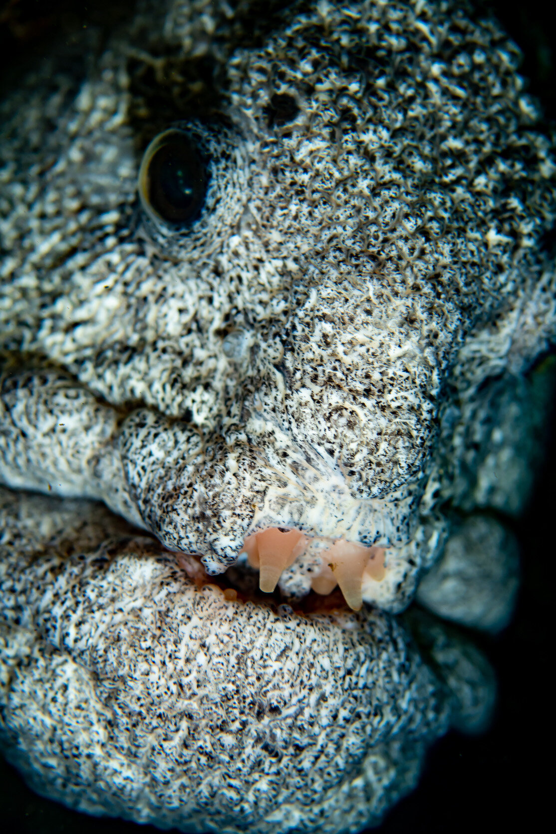 Washington Male Wolf Eel by Laura Tesler