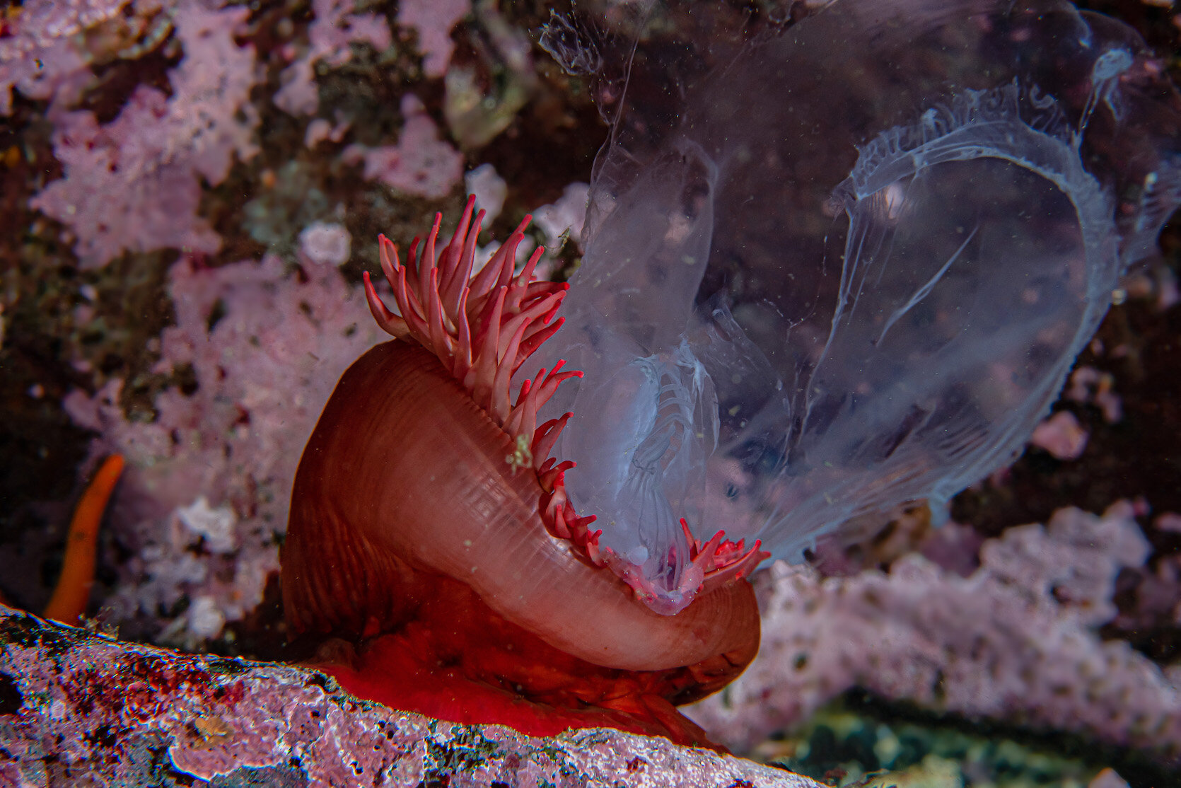 British Columbia Anemone eating a Jellyfish by Laura Tesler