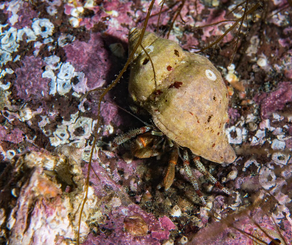 British Columbia Hermit Crab by Laura  Tesler