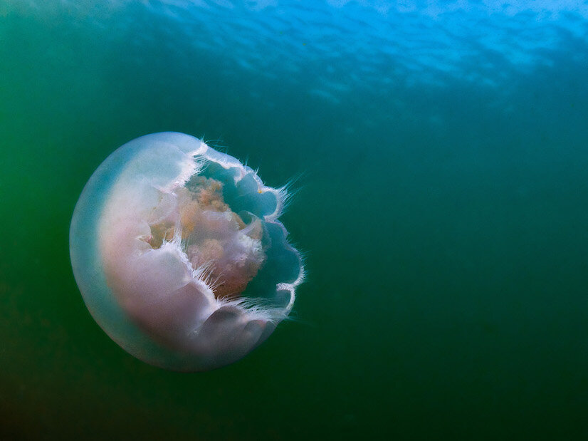 British Columbia Moon Jelly by Laura Tesler