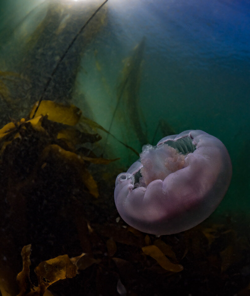British Columbia Moon Jelly in kelp forest by Laura Tesler