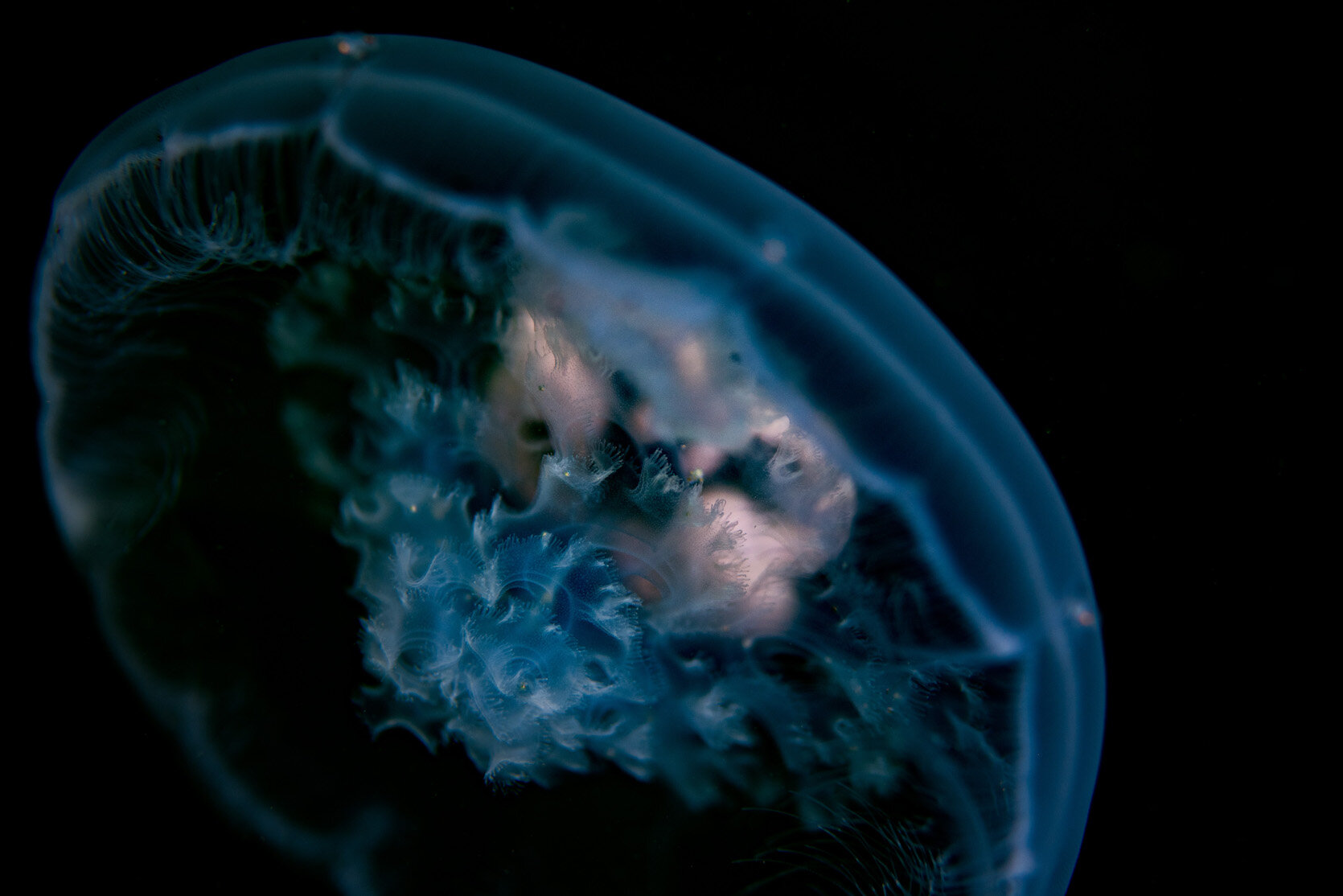 British Columbia Moon Jellyfish by Laura Tesler