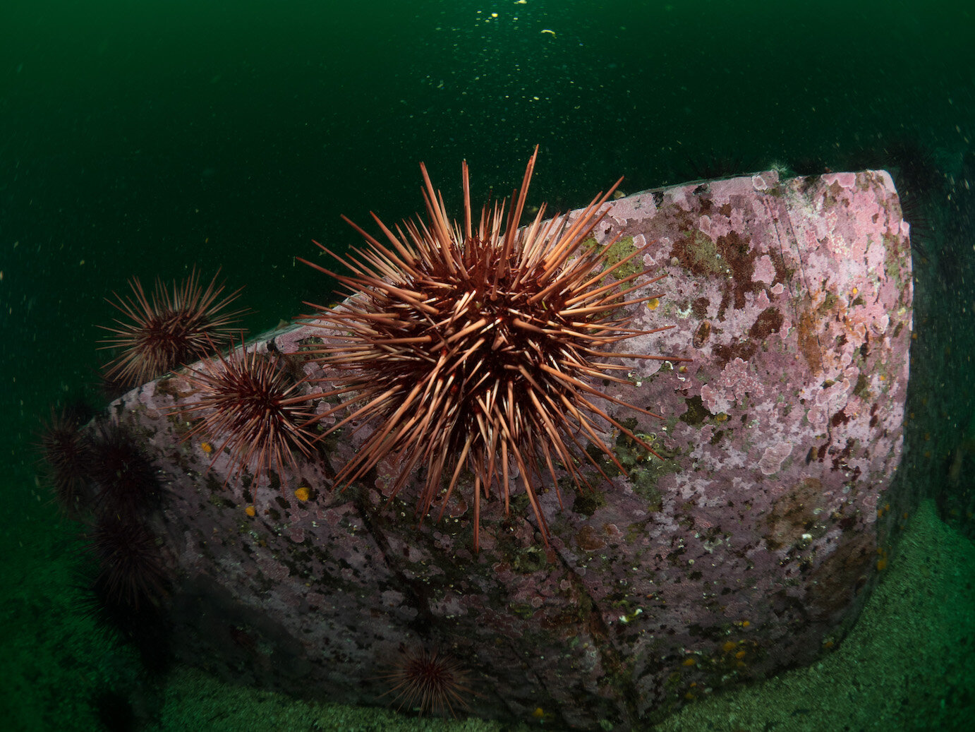 British Columbia Red Urchin by Laura Tesler