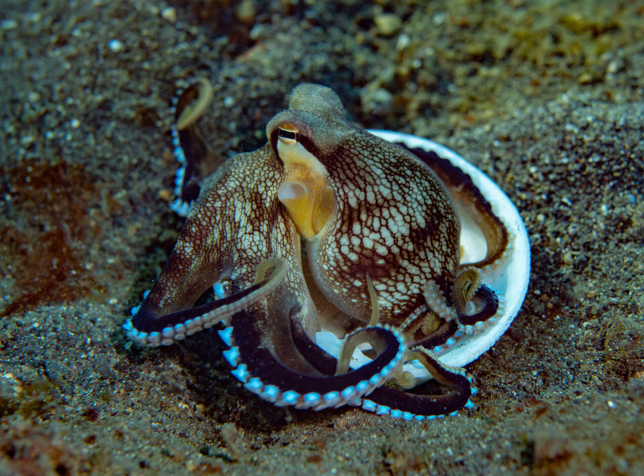Lembeh Indonesia Coconut Octopus by Laura Tesler