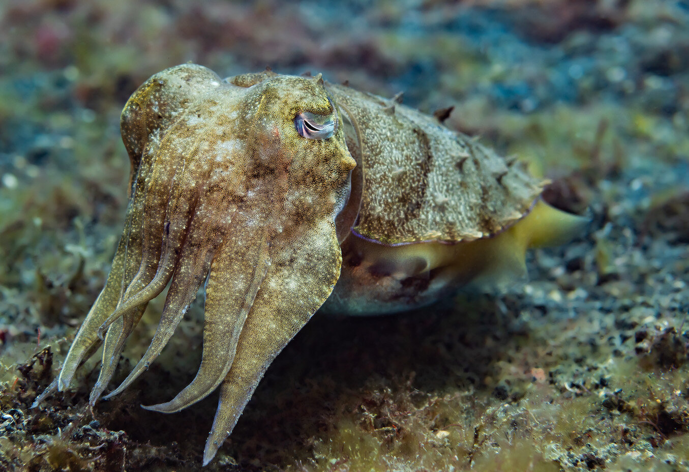 Lembeh Indonesia Cuttlefish by Laura Tesler