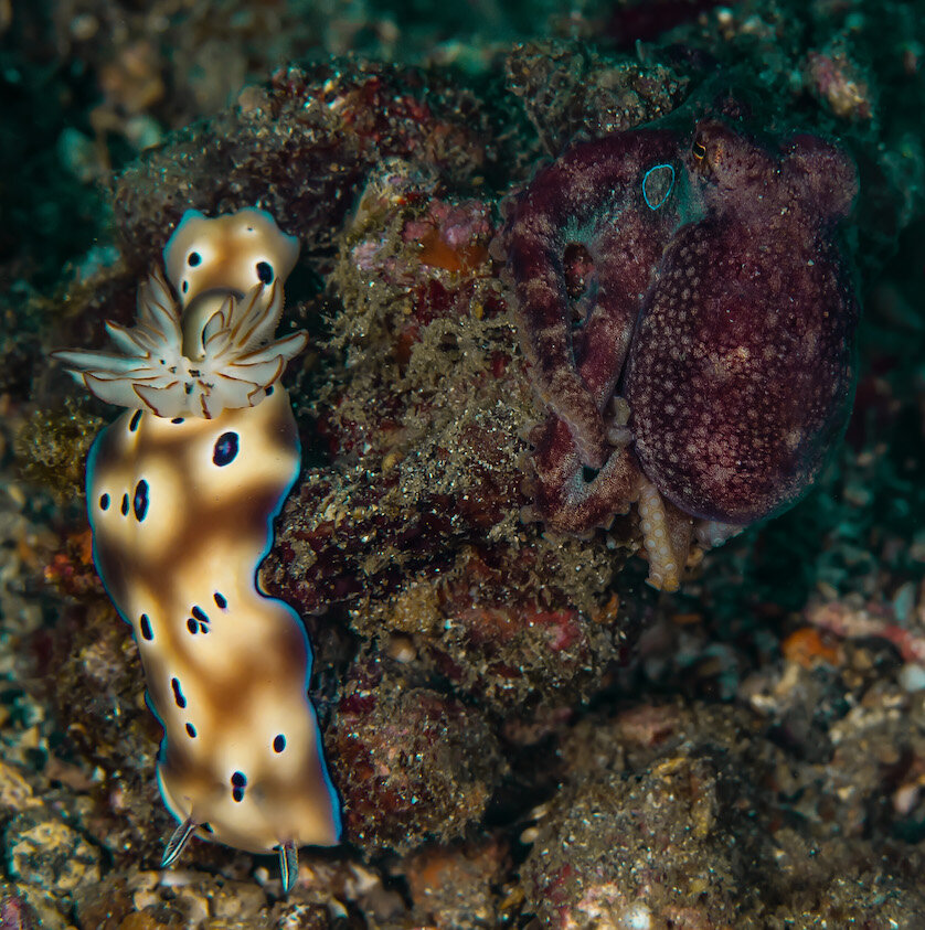 Lembeh Indonesia Mototio Octopus by Laura Tesler
