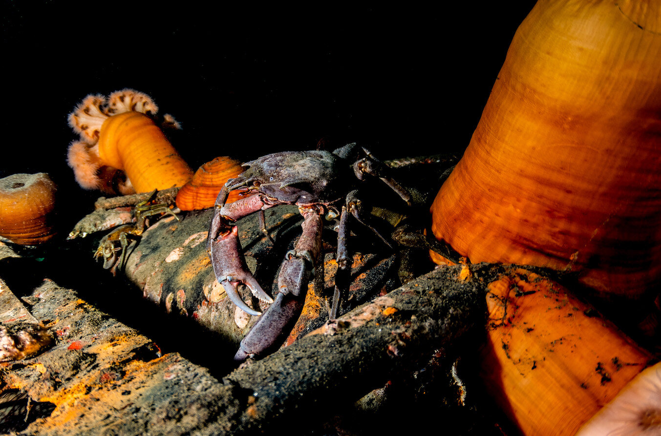 Washington Crabs and Anemones by Laura Tesler