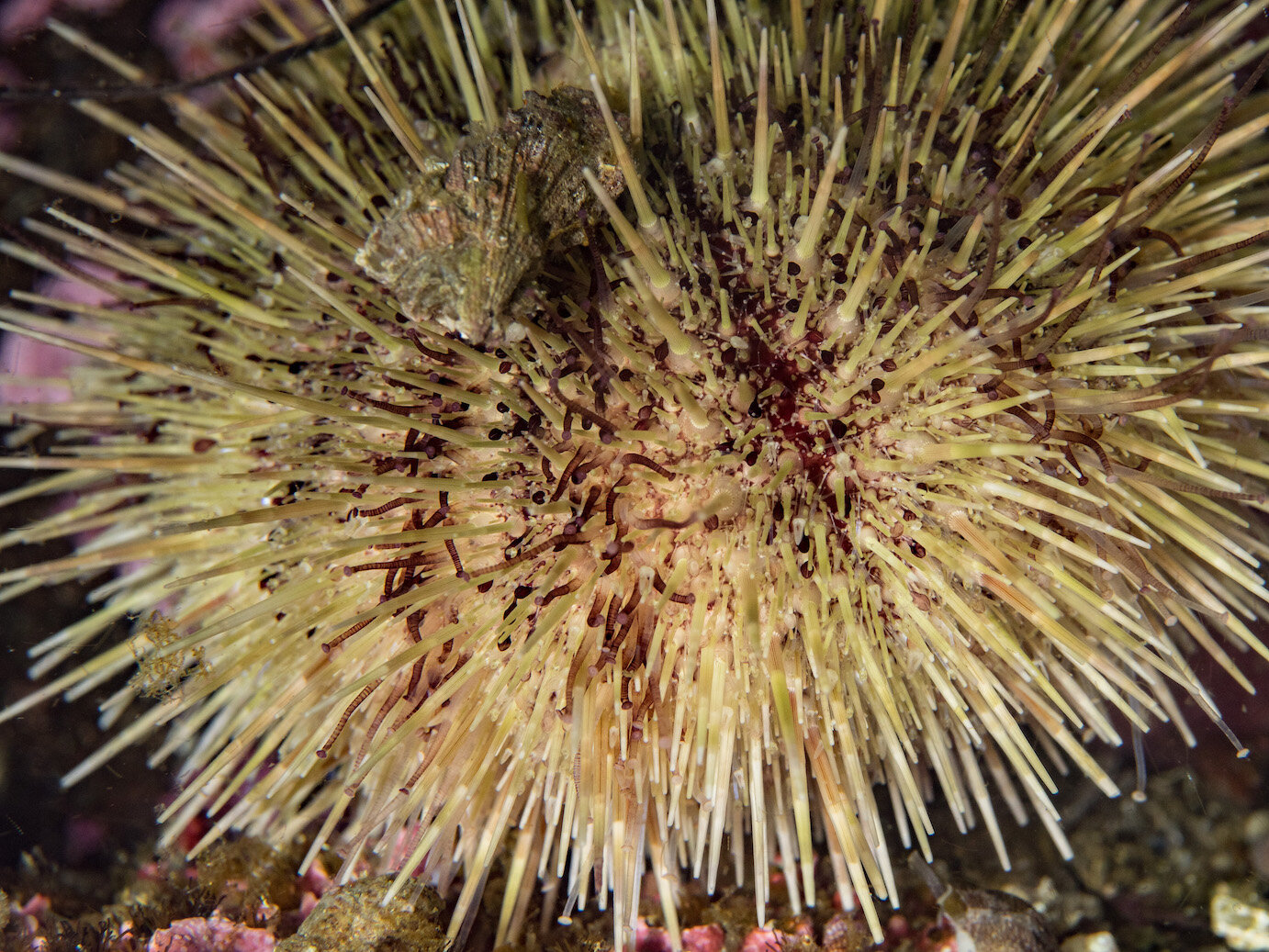 Washington Green Sea Urchin by Laura Tesler