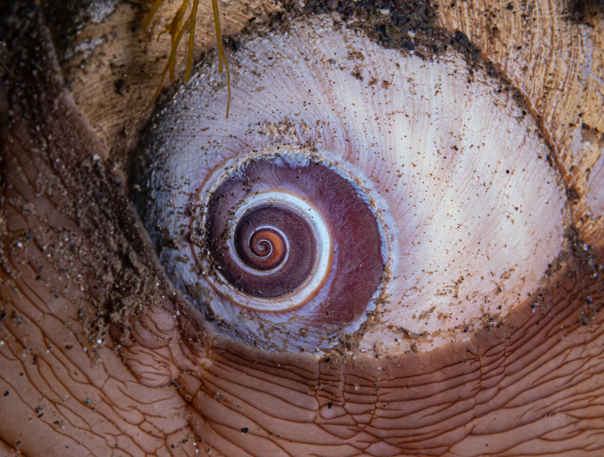 Washington Lewis's Moonsnail by Laura Tesler