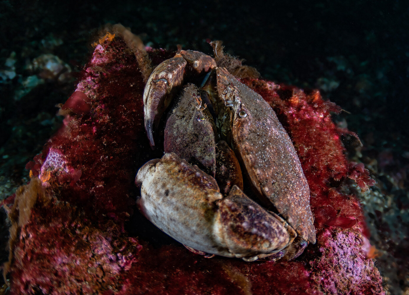 Washington Redrock Crabs by Laura Tesler