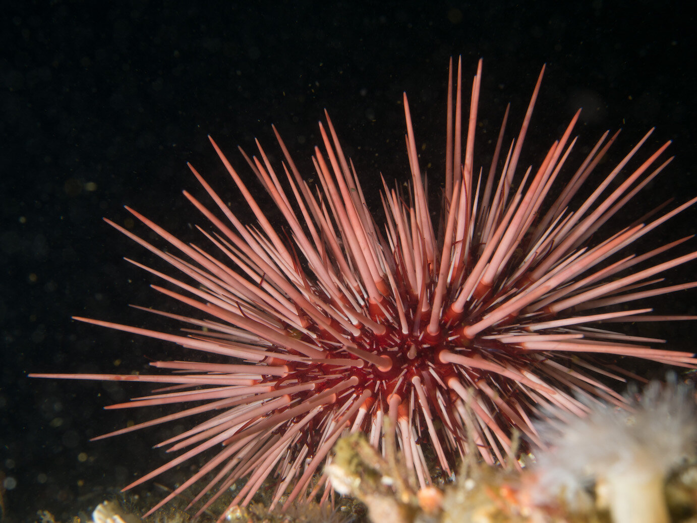 Washington Red Sea Urchin by Laura Tesler