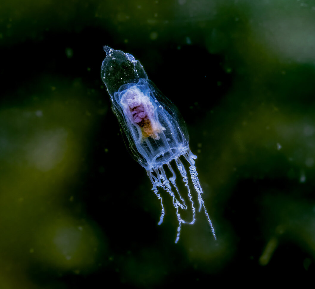 Washington Small Jellyfish by Laura Tesler