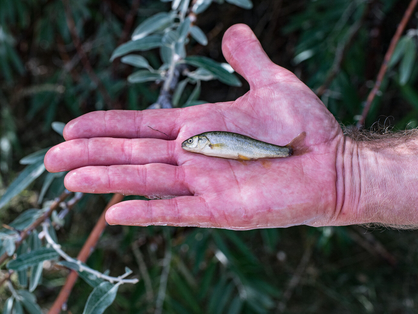 Oregon High Desert Freshwater Alvord Chub by Laura Tesler