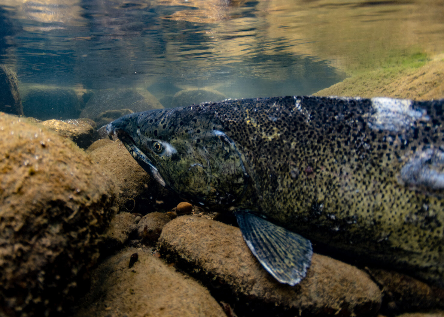 Oregon Freshwater Chinook Salmon Spawning by Laura Tesler