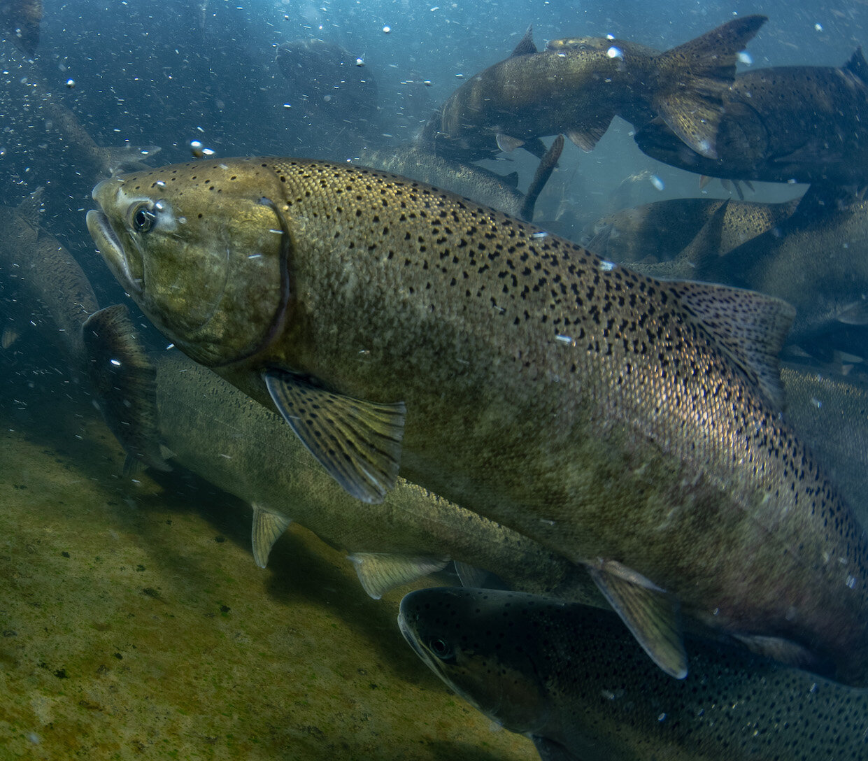 Oregon Freshwater Chinook Salmon by Laura Tesler