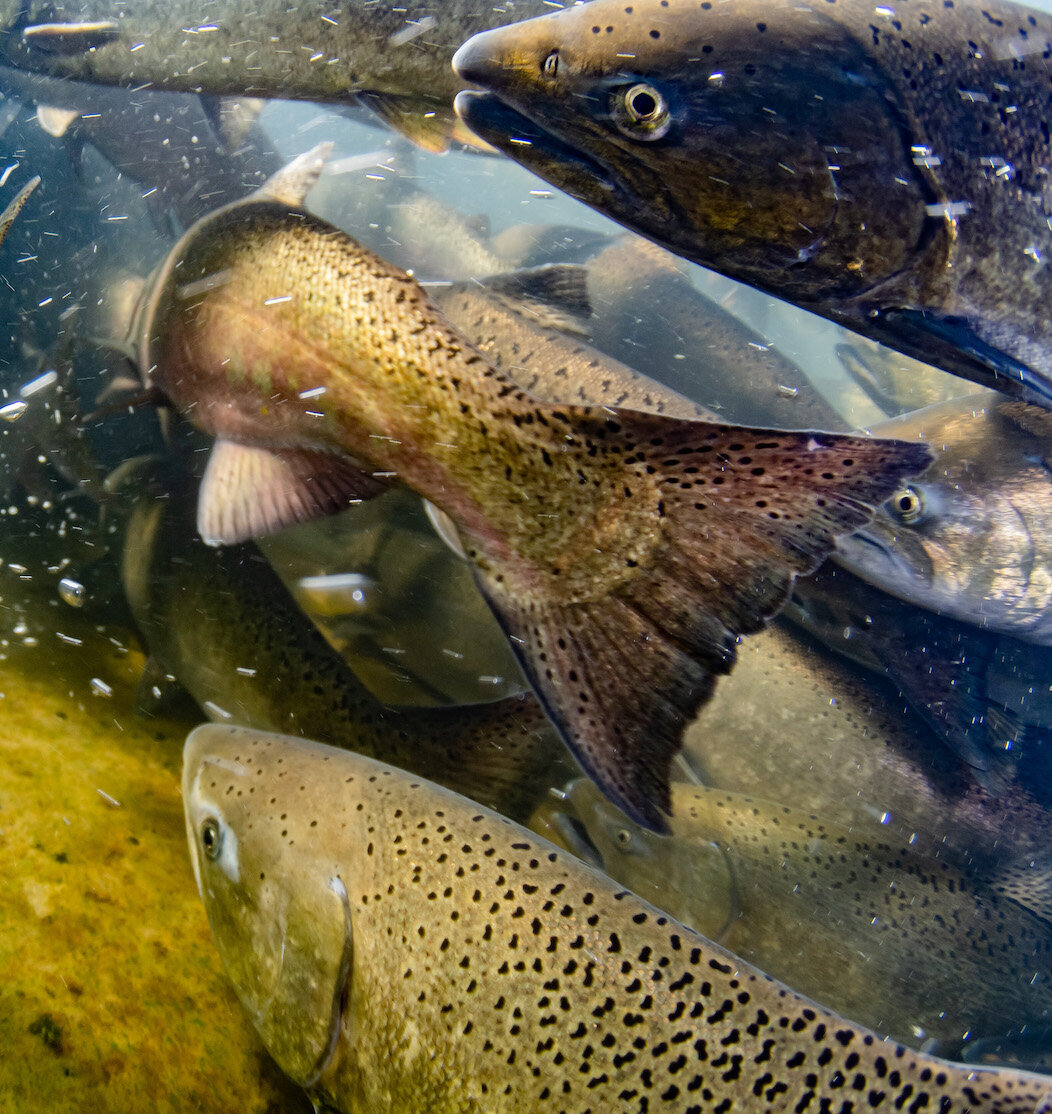 Oregon Freshwater Chinook Salmon by Laura Tesler